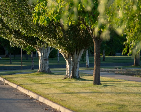 tree root damage insurance