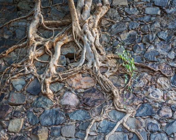 tree roots lifting pavement