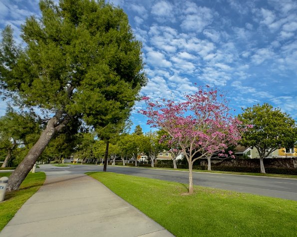 why is my tree leaning