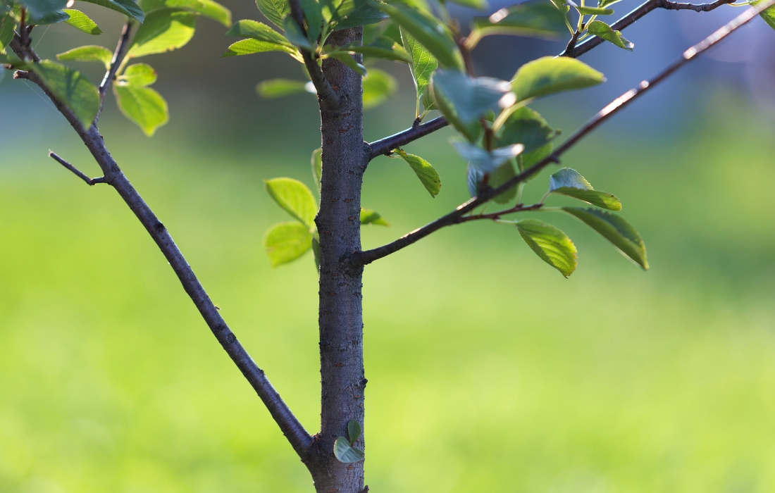main stem of young tree