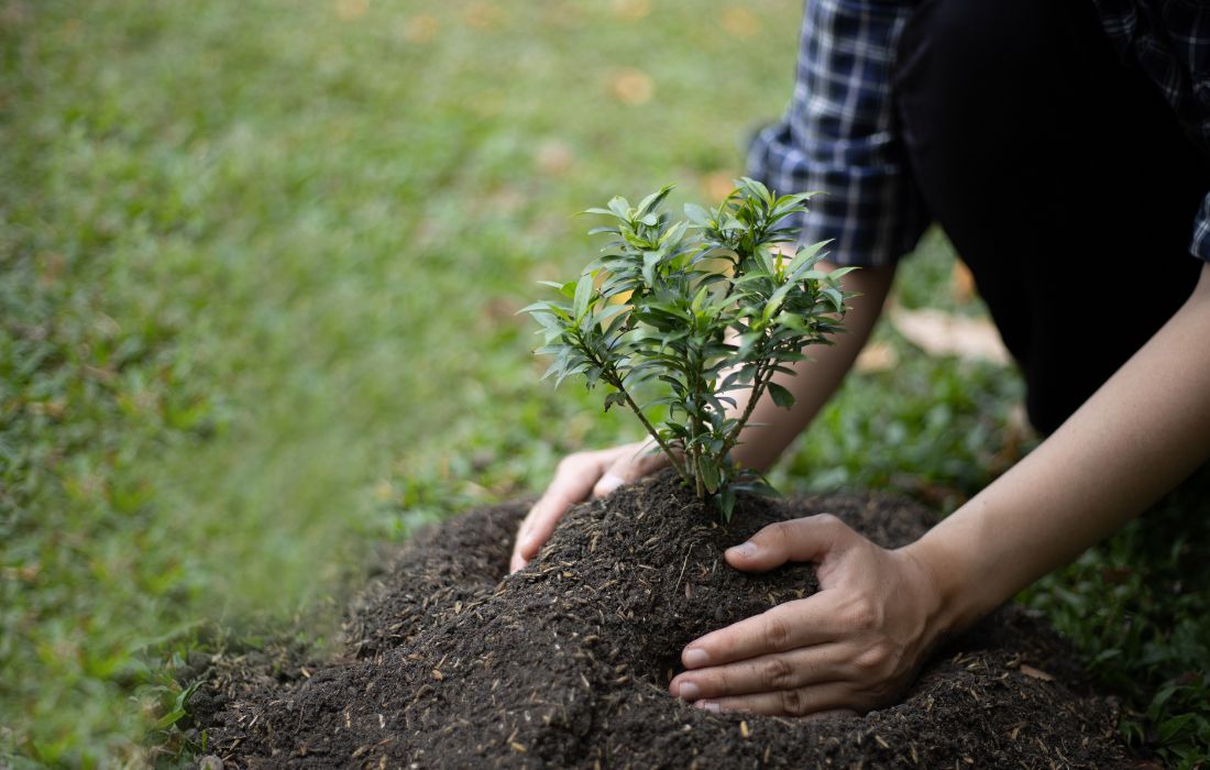 winter mulching donts winter mulching donts