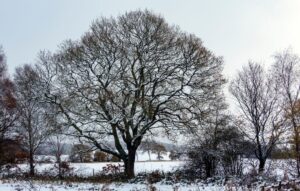 winter mulching for healthy trees