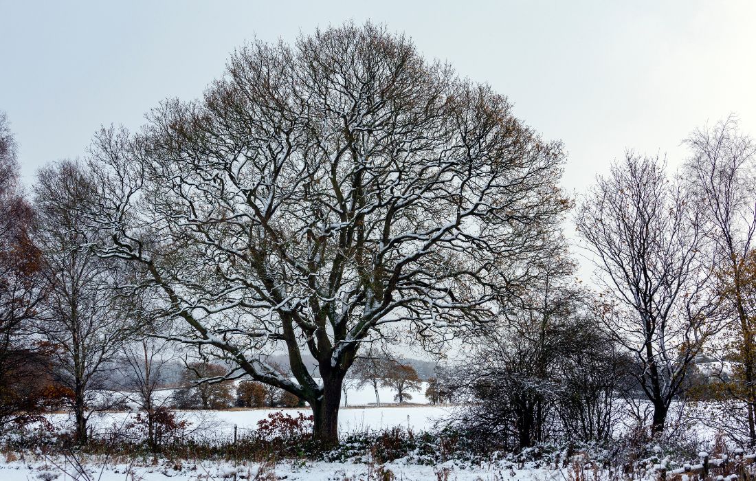 winter mulching for healthy trees winter mulching for healthy trees