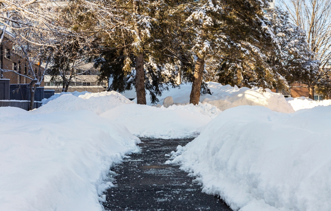 protecting trees from salt protecting trees from salt