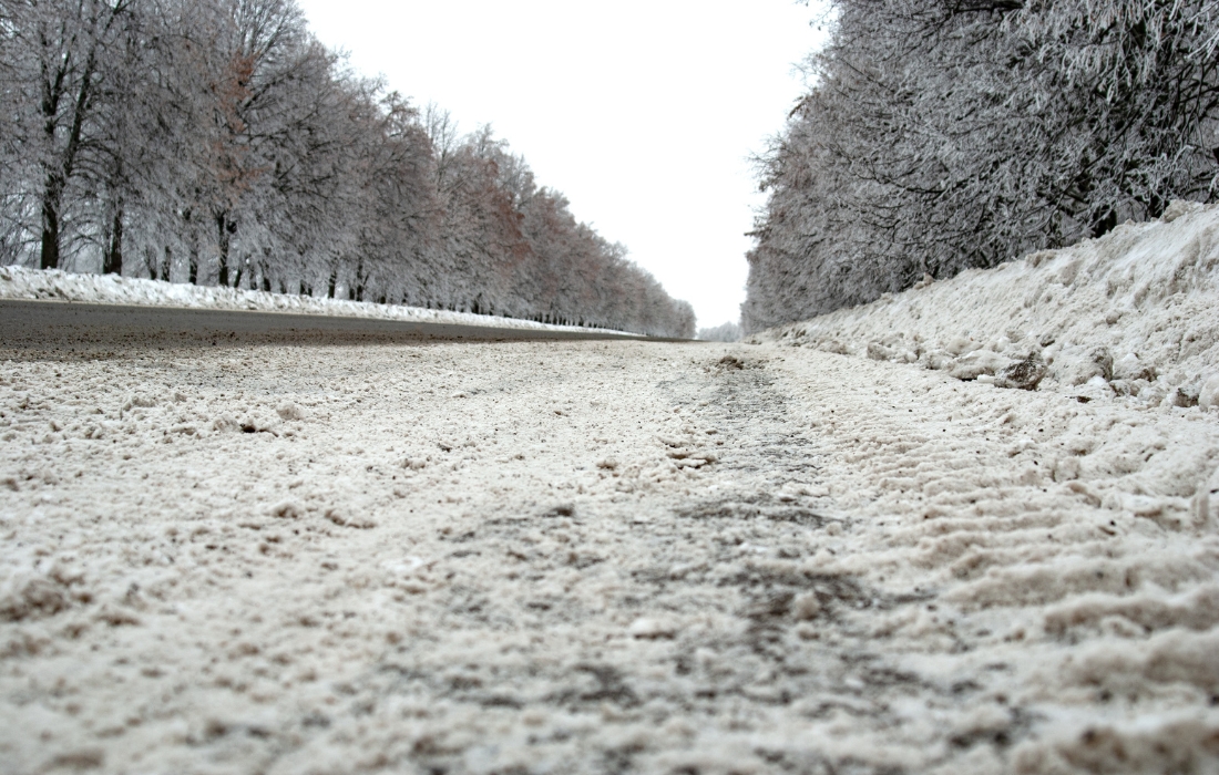 salt damaged trees road salt tree damage