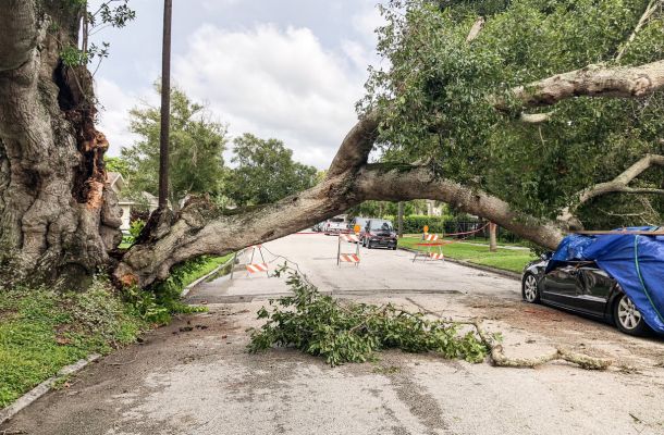 brooklyn emergency tree removal services