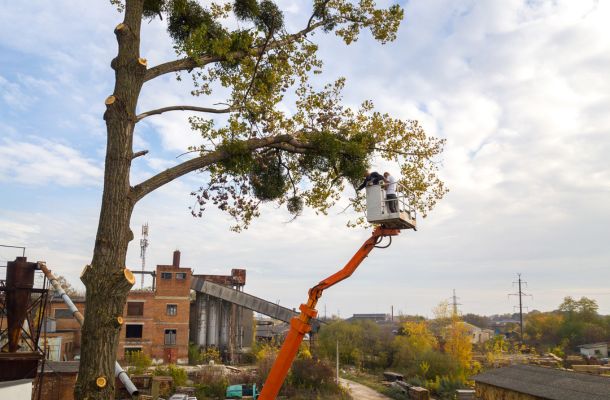brooklyn tree removal services near me