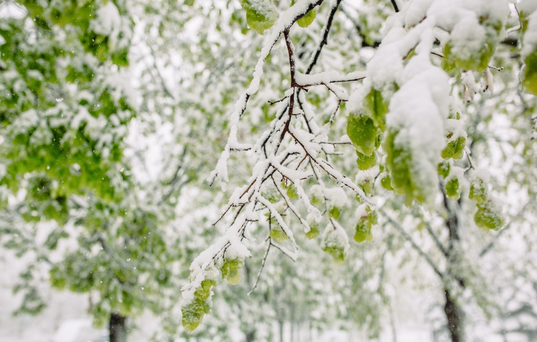 brushing snow off trees
