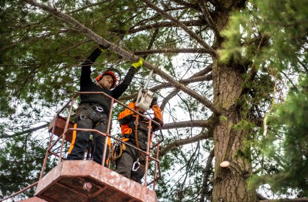 manhattan tree removal services