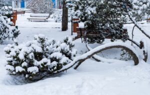 remove my wind damaged tree