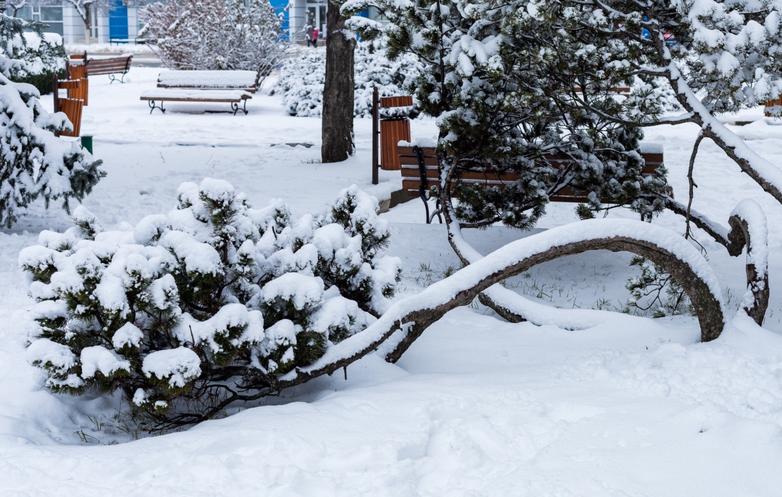 remove my wind damaged tree