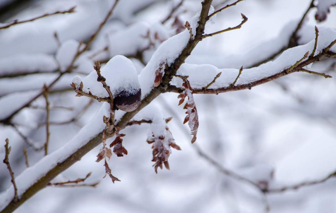 safe snow removal for trees