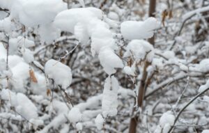 tree branch snow removal