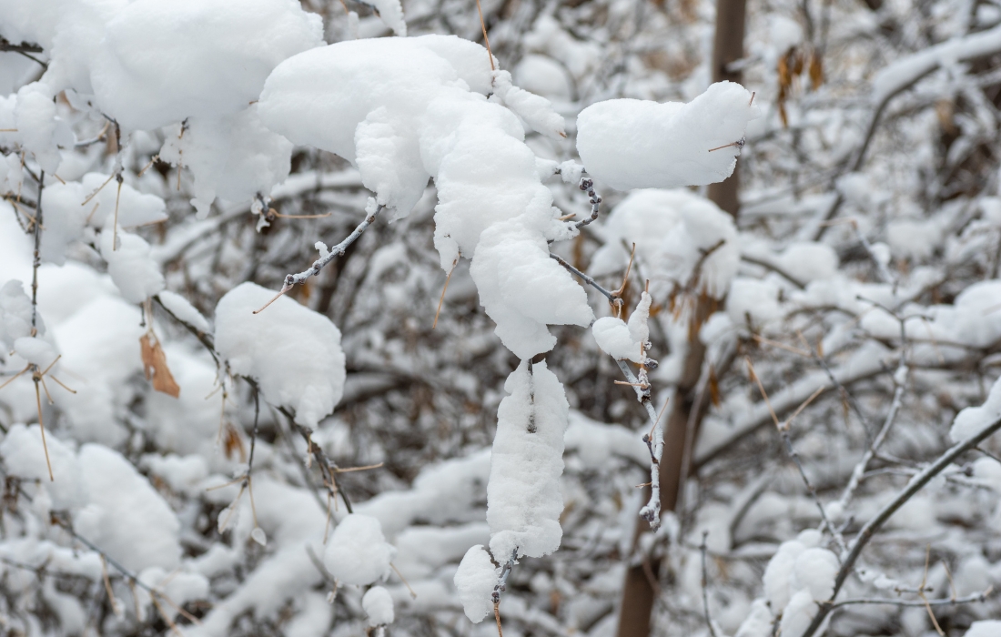 tree branch snow removal