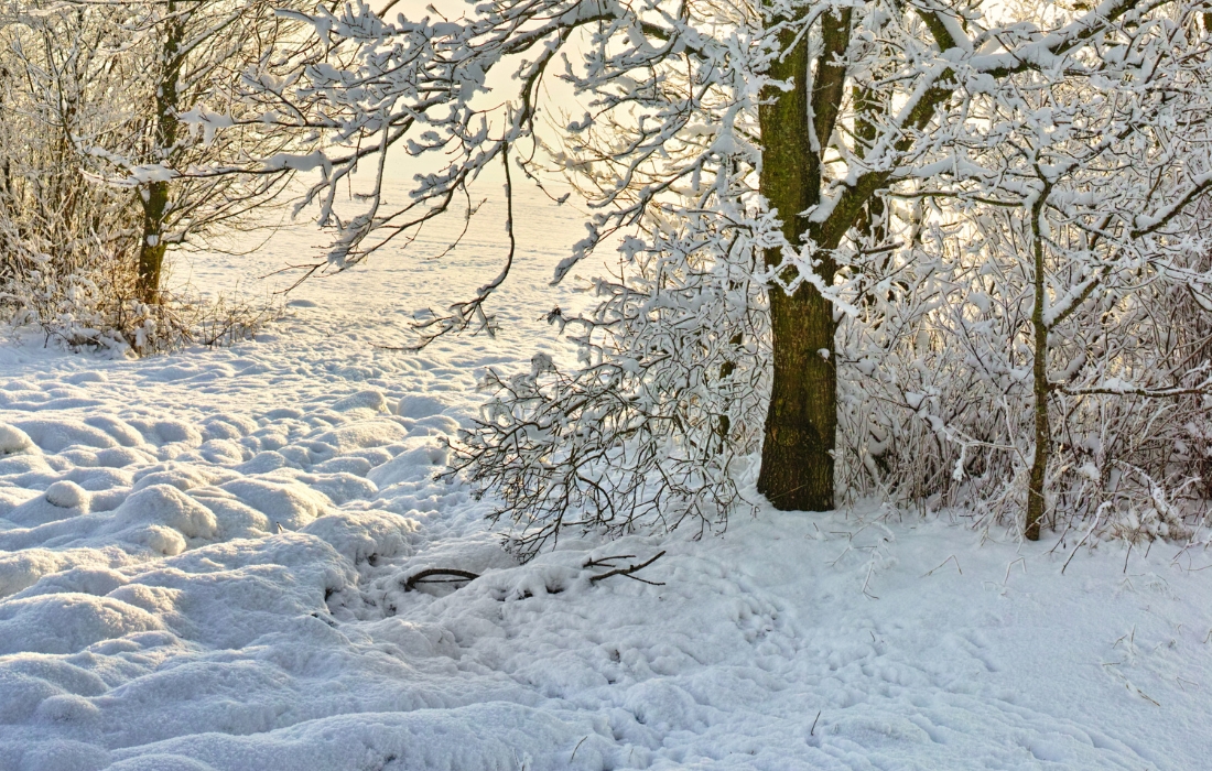 tree trunk snow removal