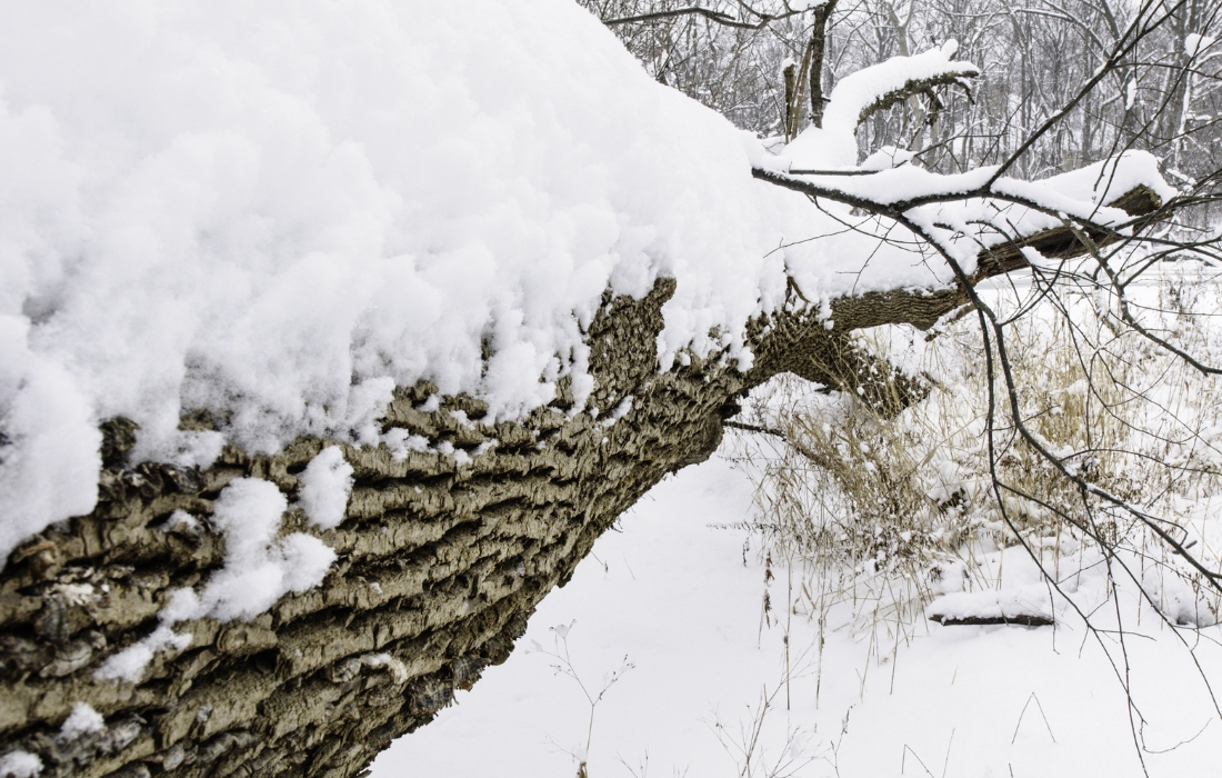 wind damage to tree