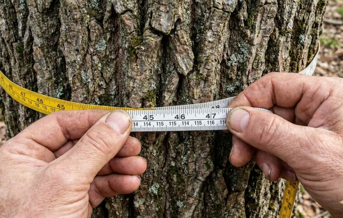 measure around tree bark to calculate diameter for age estimation.