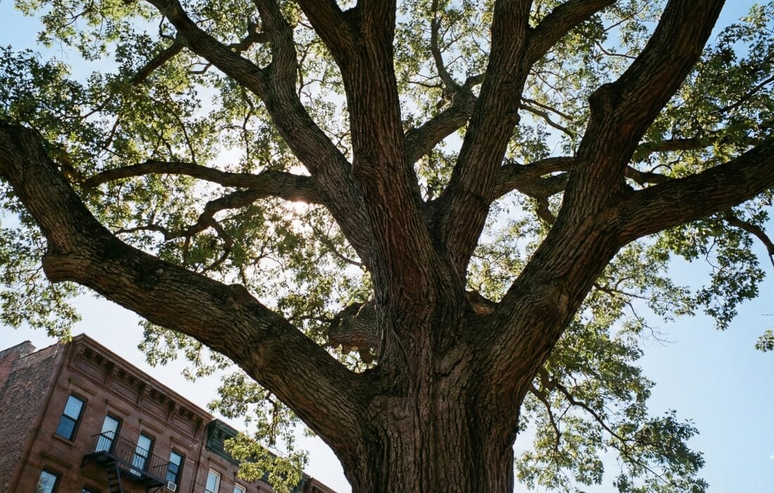 Massive historic tree in NYC residential yard requiring safety assessment and pruning.