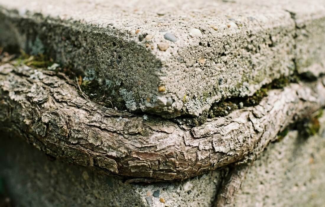 Close-up of strong tree root growing under concrete slab causing lifting and structural cracks.