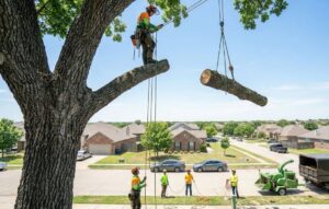 A professional arborist using rigging ropes to safely lower branches, highlighting the cost of taking down a tree.