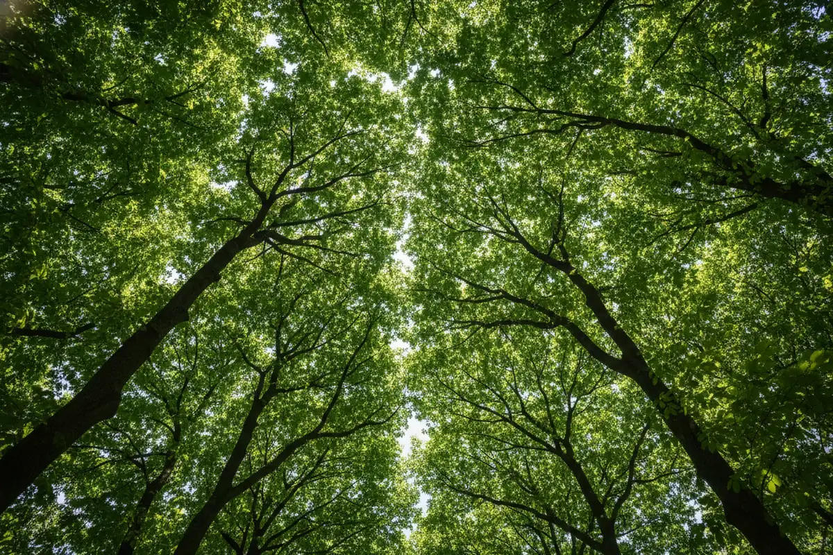Sunlight filtering through a dense green tree canopy that cools the air below