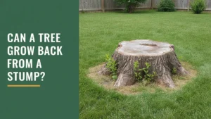 can a tree grow back from a stump