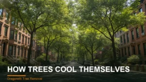 Tree canopy cooling a New York street through transpiration