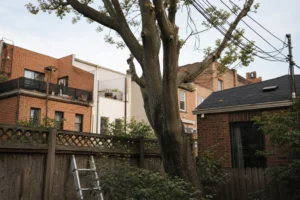 Mature tree near utility lines roofline and fence in a tight NYC backyard