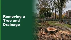 Backyard with a fresh stump after a large shade tree was removed