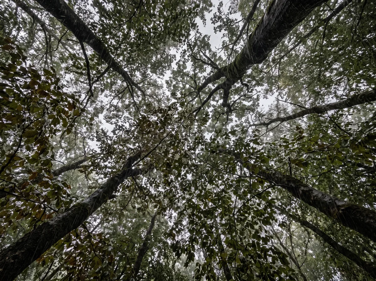 Rain falling through a mature tree canopy in a Brooklyn backyard, illustrating rainfall interception